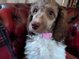 Standard Poodle dogs Beautiful brown/ white parti girl - Advert 2