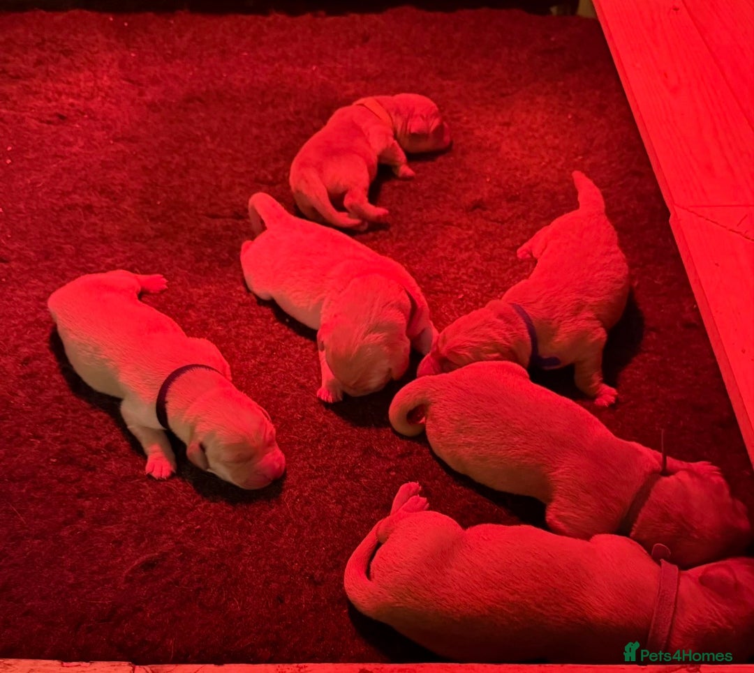 Goldador dogs for sale: Adorable Goldador Puppies - Ready 12th Feb - Advert 10