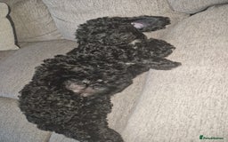 Cockapoo dogs for sale: F2 cockapoo puppies - Image 16
