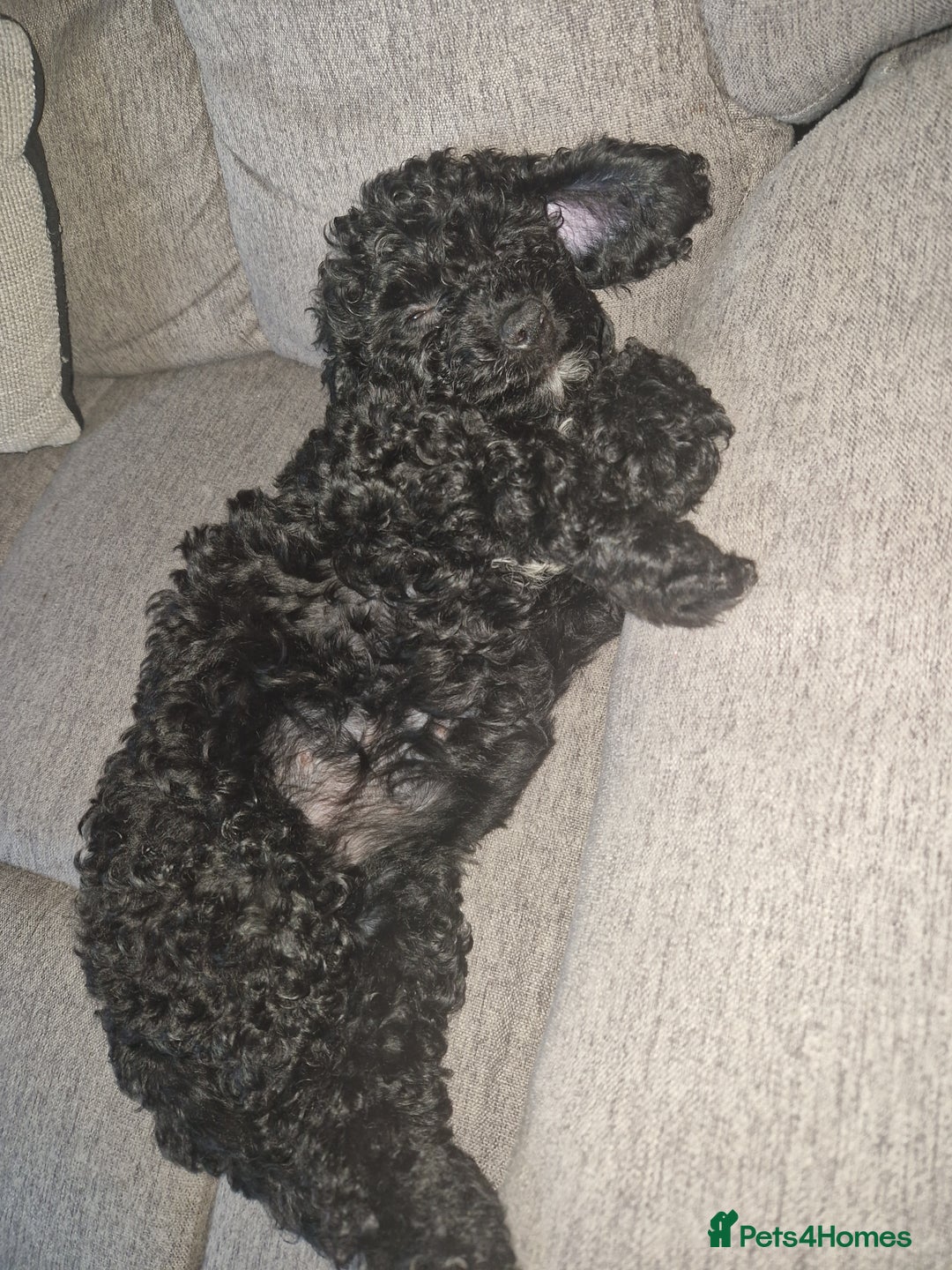 Cockapoo dogs for sale: F2 cockapoo puppies - Image 16