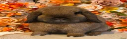 Mini Lop rabbits for sale: Vaccinated Miniature Lops - Advert 2