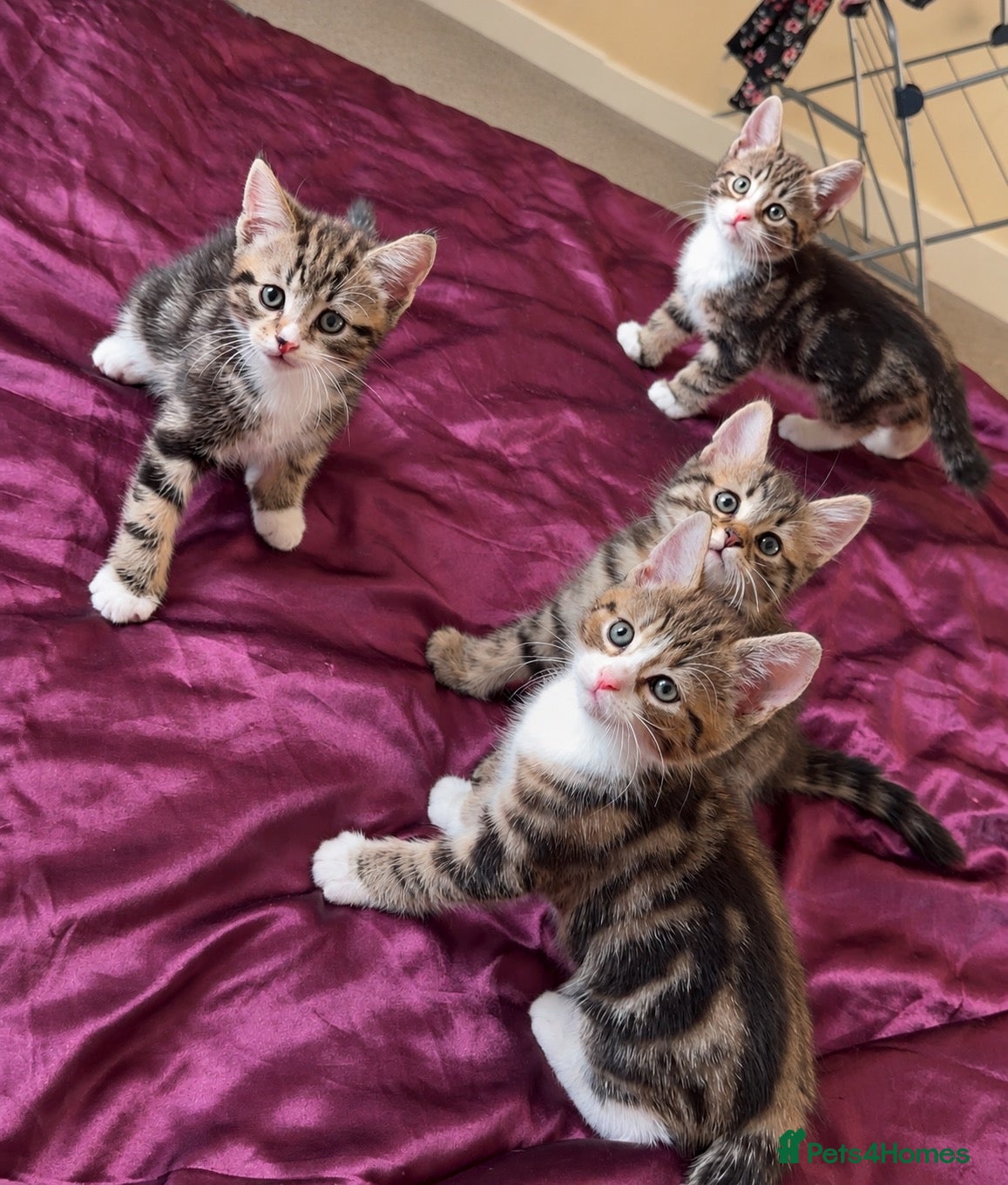 Mixed Breed cats 4 HANDSOME MALE TABBY KITTIES - Advert 1