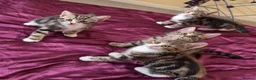 Mixed Breed cats for sale: 4 HANDSOME MALE TABBY KITTIES - Advert 1
