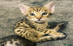 Savannah cats for sale: KIWANGA PEDIGREE F3 SAVANNAH KITTENS  - Image 9