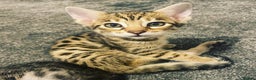 Savannah cats for sale: KIWANGA PEDIGREE F3 SAVANNAH KITTENS - Advert 9