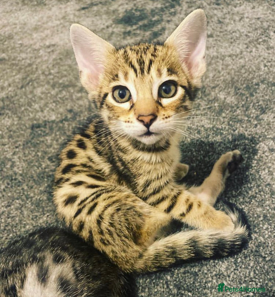 Savannah cats for sale: KIWANGA PEDIGREE F3 SAVANNAH KITTENS  - Image 9