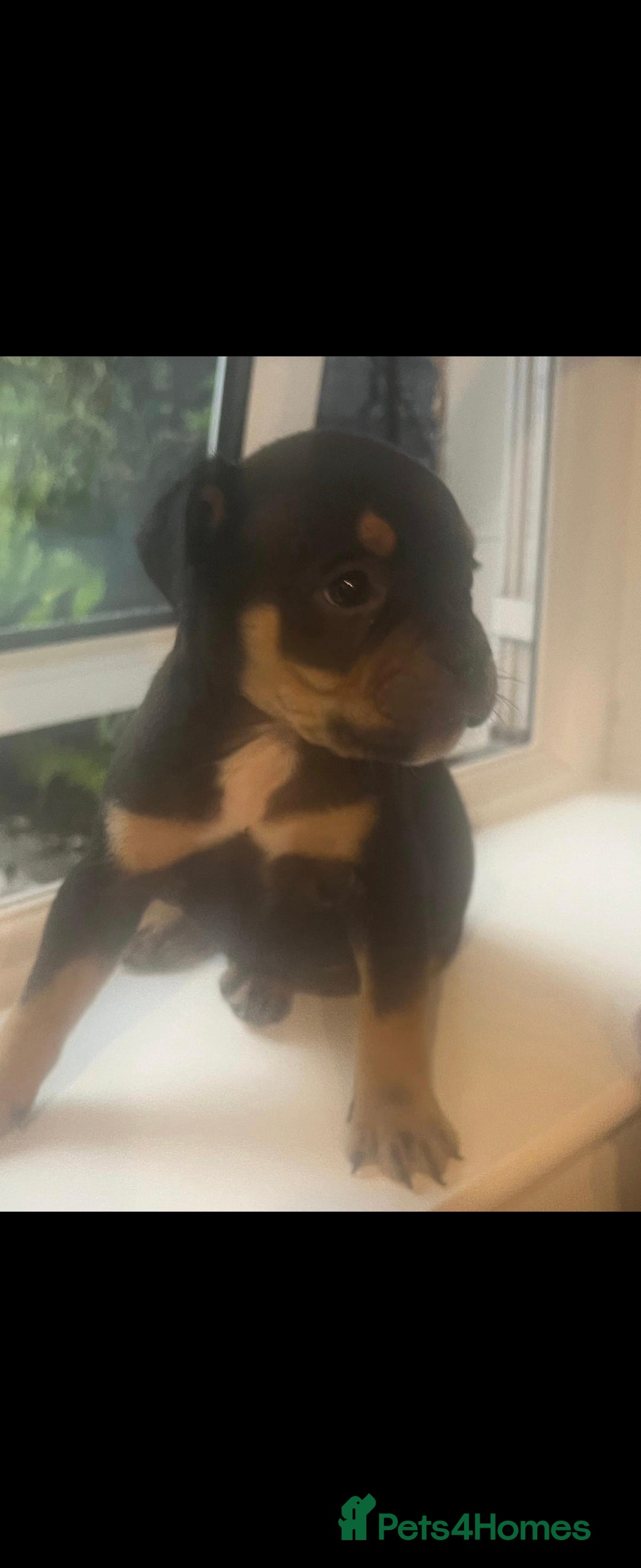 Mixed Breed dogs for sale: Pocket Bully - Advert 3