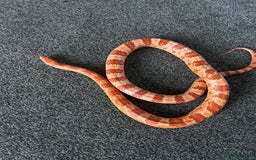 Snake reptiles for sale: Corn snake with equipment  - Image 6