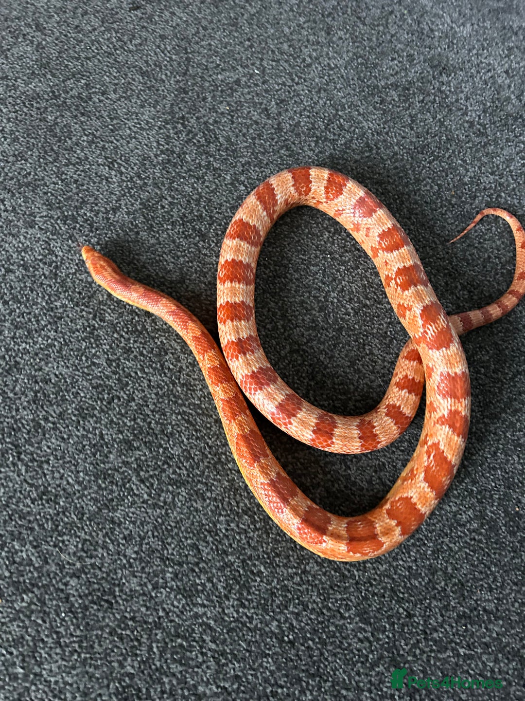 Snake reptiles for sale: Corn snake with equipment  - Image 6