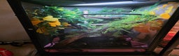 Chameleon reptiles for sale: Nosy B Chameleon  - Advert 10