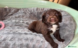 Sprocker dogs for sale: Beautiful litter of working type sprockers  - Image 7