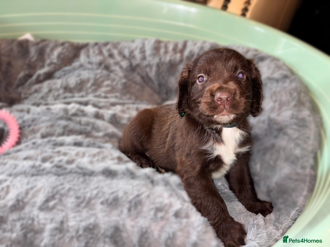 Sprocker dogs for sale: Beautiful litter of working type sprockers  - Image 7