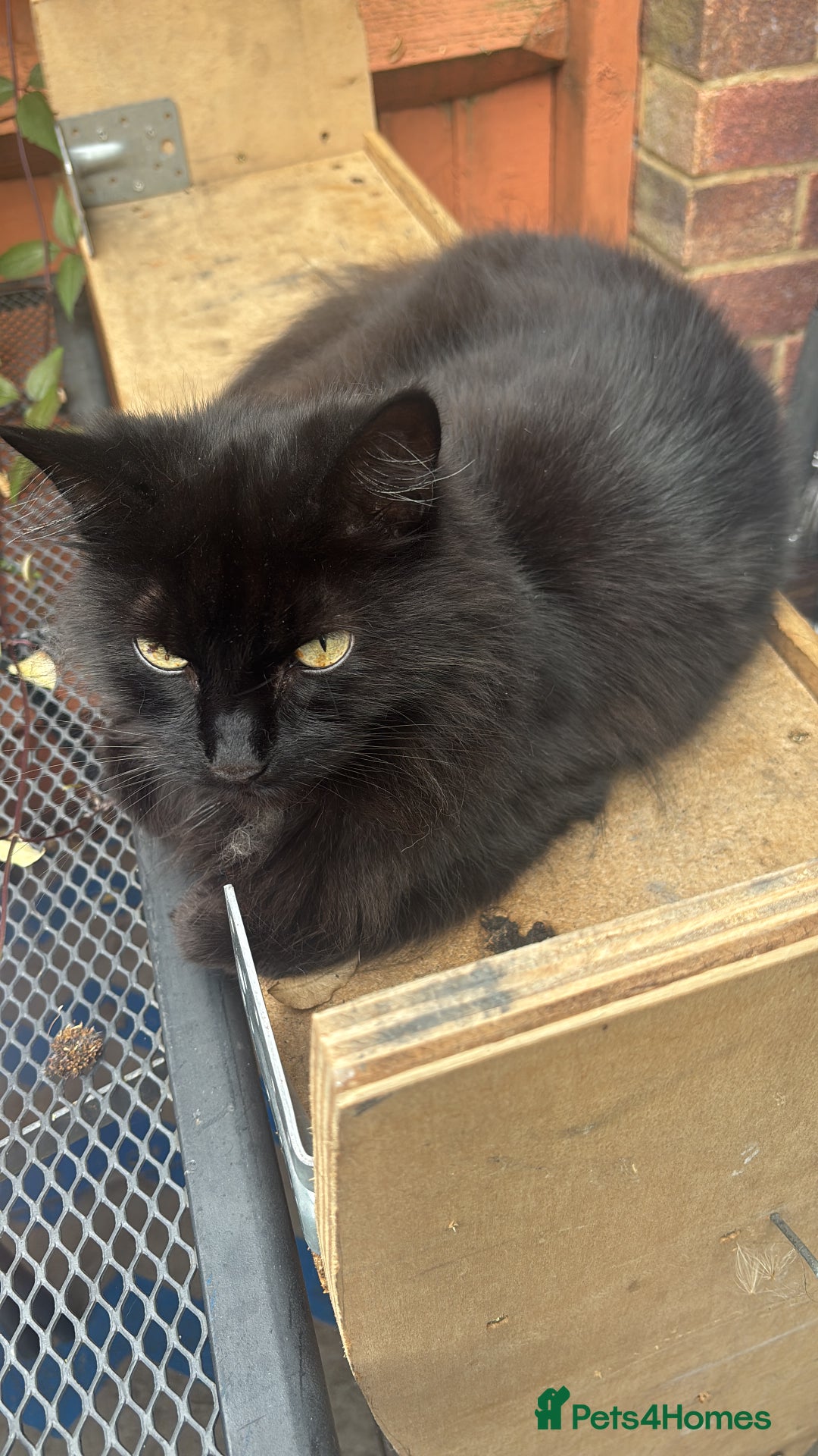British Longhair cats for sale: Adult long hair cats - Image 2