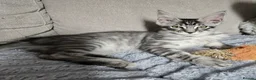Maine Coon cats for sale: 3 TICA registered Maine Coon kittens. - Advert 5