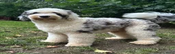Old English Sheepdog dogs for stud: Unique midi sheepadoodle hybrid stud  - Advert 23