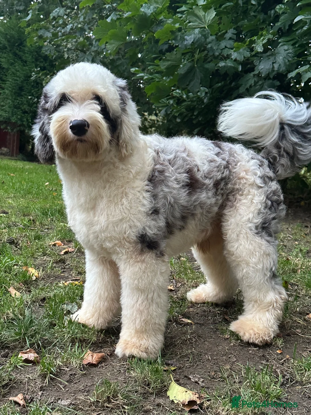 Old English Sheepdog dogs for stud: Unique midi sheepadoodle hybrid stud  - Advert 23
