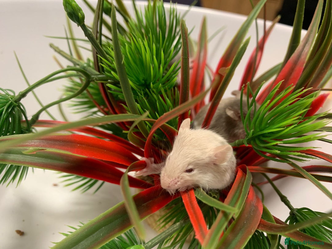 Mouse rodents for sale: Friendly fancy mice - Advert 12