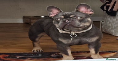 French Bulldog dogs - Advert 15