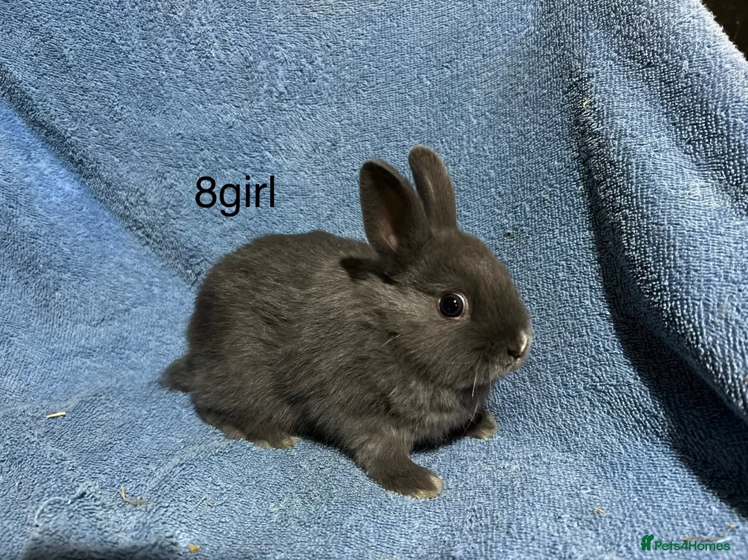 Netherland Dwarf rabbits for sale: Baby Netherland dwarf rabbits  - Advert 2