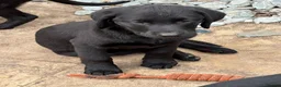 Labrador Retriever dogs for sale: Mixed litter black and blonde Labrador puppies  - Advert 11