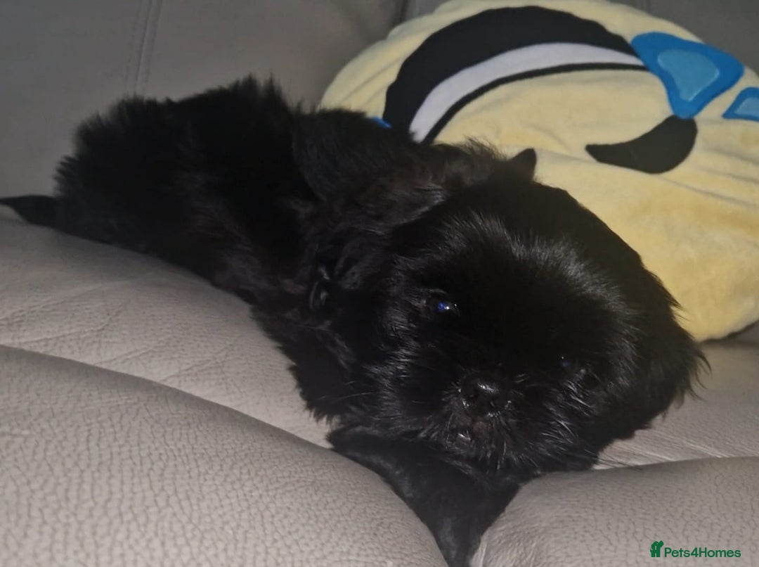 Shih Tzu dogs for sale: Imperial Shih tzu Pupps💙 Ready to leave!  - Image 24