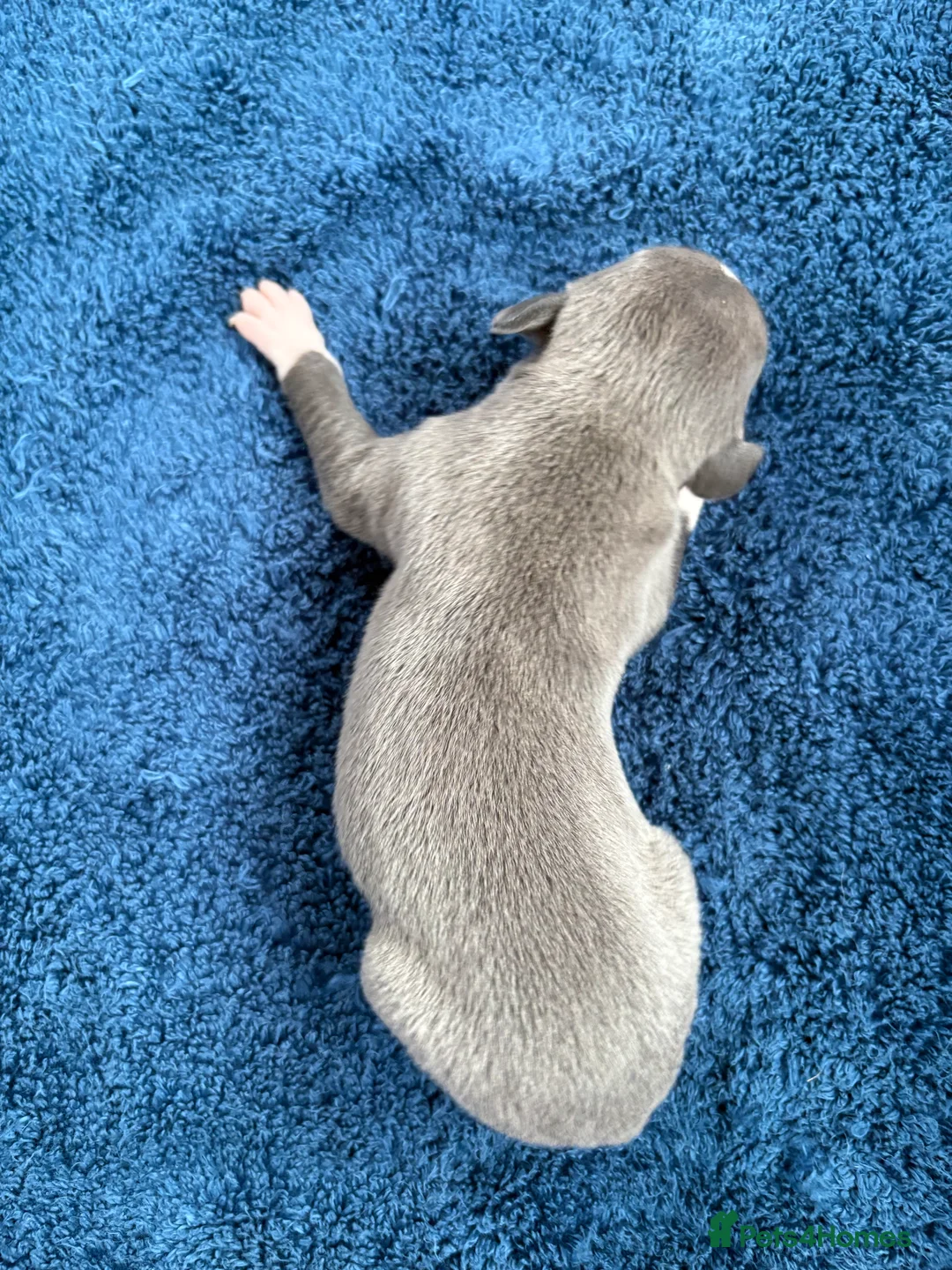 Whippet dogs for sale: 💕⭐️KC WHIPPET PUPS⭐️ 💕 - Advert 34