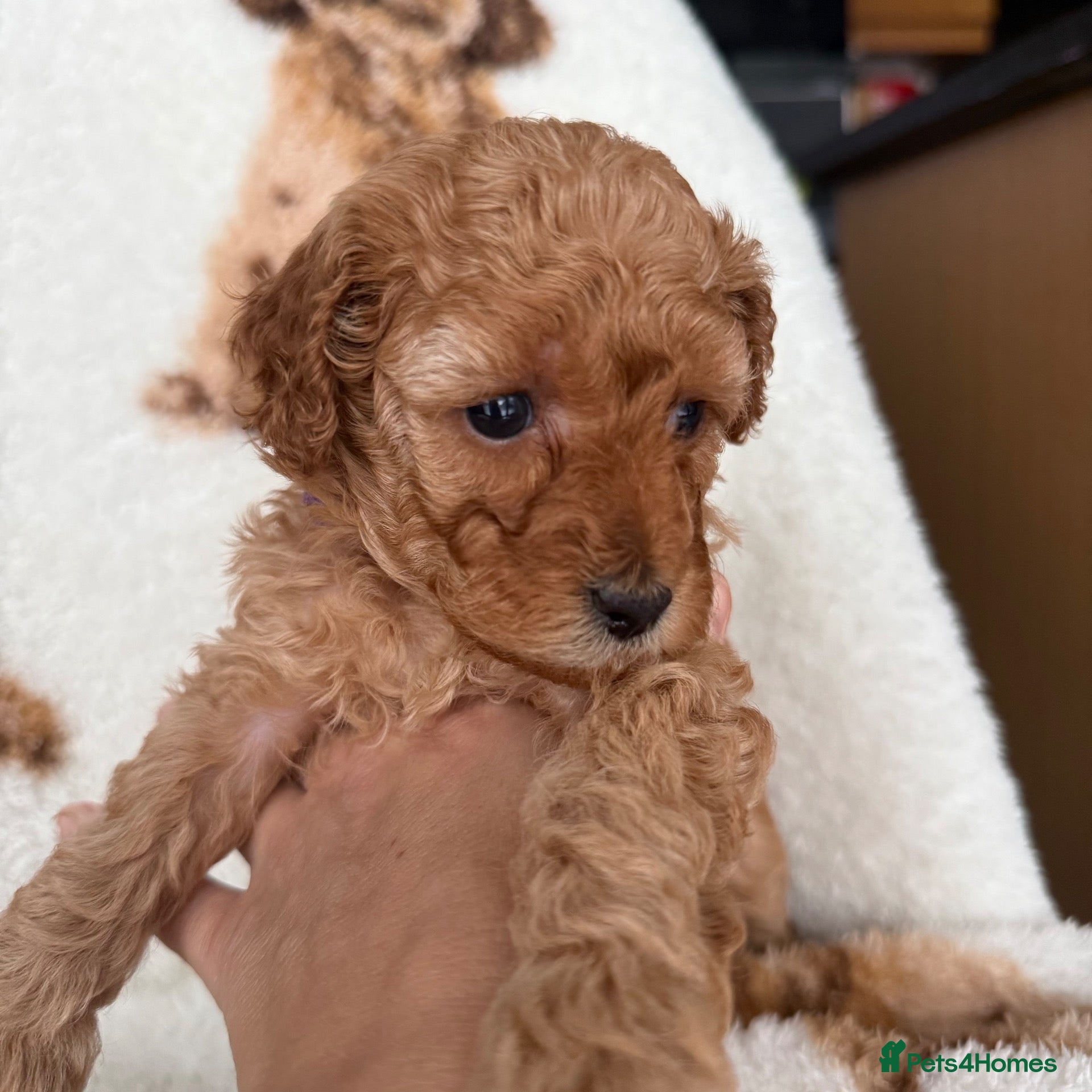 Cavapoo dogs Beautiful F1b Cavapoo Puppies ❤️Only 1 Girl Left!  - Advert 17