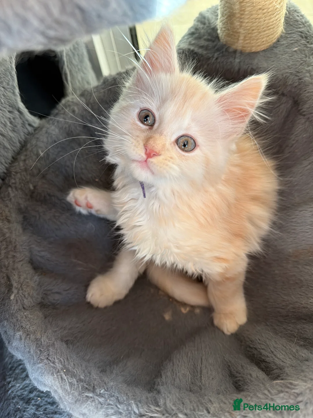 Maine Coon cats for sale: Maine Coon Cross Kittens  - Advert 2