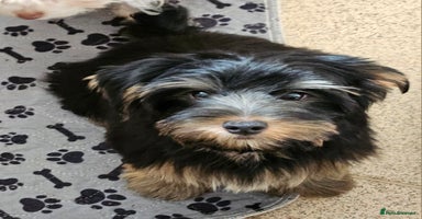 Yorkshire Terrier dogs - Advert 2