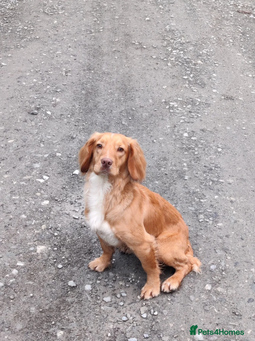 Cocker Spaniel dogs for stud: Proven KC Golden Cocker Dog in Winkleigh - Advert 2
