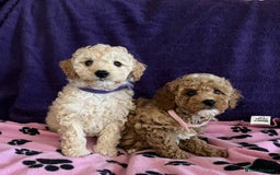 Cavapoochon dogs for sale: Cavapoonchon puppies  - Image 11