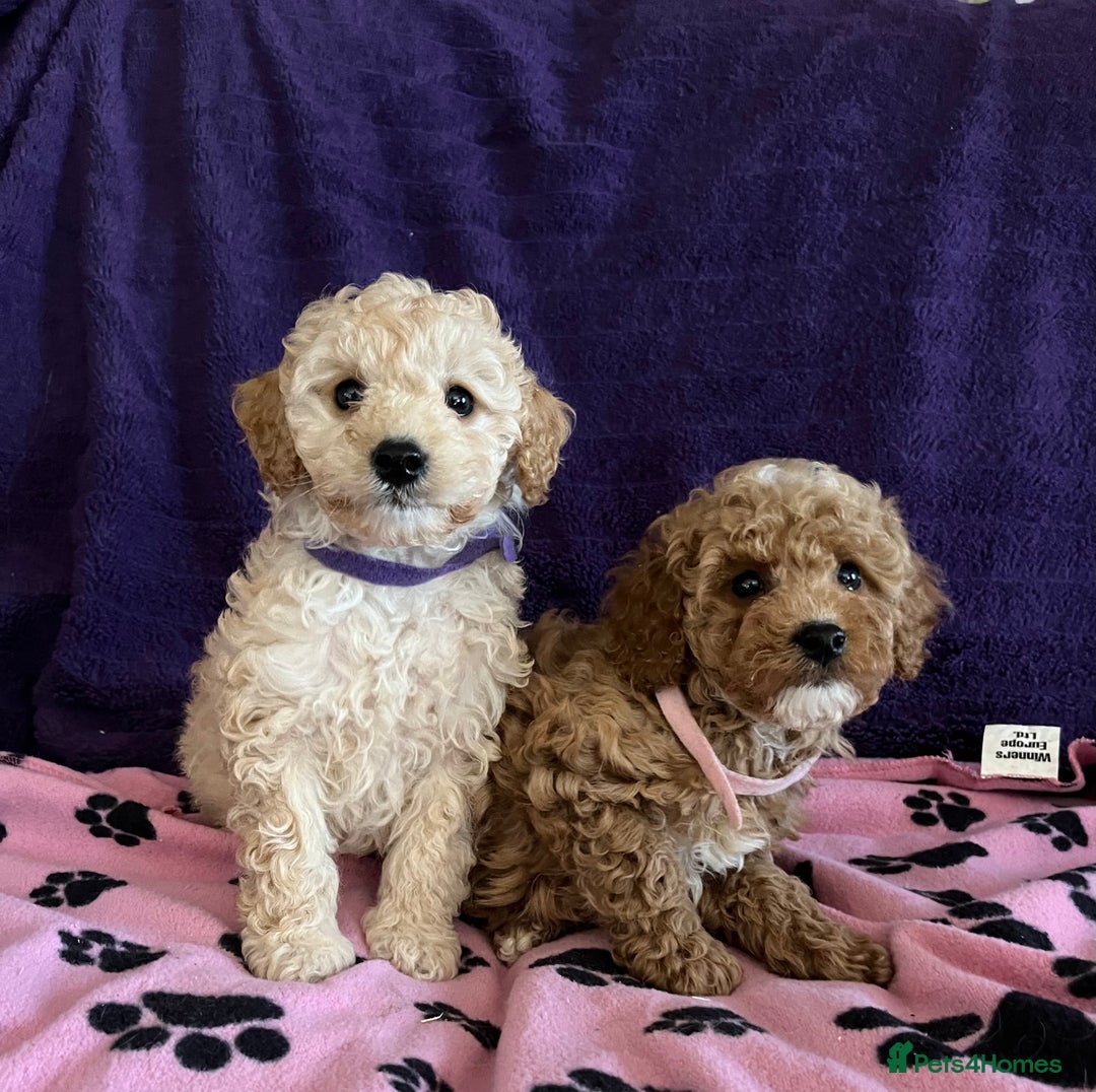 Cavapoochon dogs for sale: Cavapoonchon puppies  - Image 11