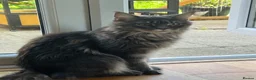 Maine Coon cats for sale: Female girl  Maine Coon kitten blue silver tabby  - Advert 6