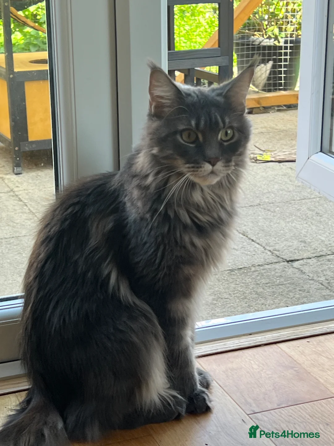 Maine Coon cats for sale: Female girl  Maine Coon kitten blue silver tabby  - Advert 6