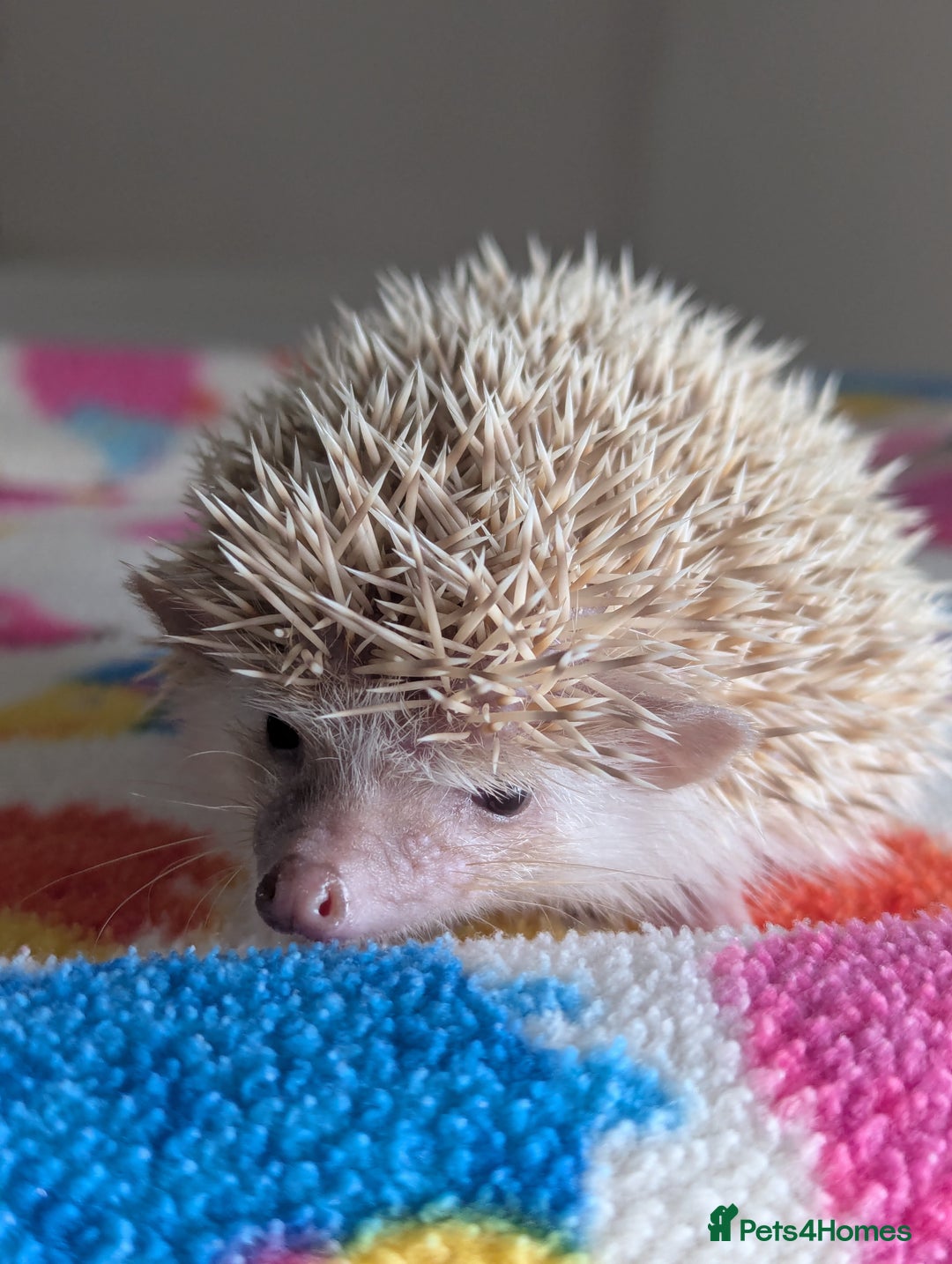 Pygmy Hedgehog rodents for sale: Beautiful Hoglets Ready to Reserve Now - Advert 7