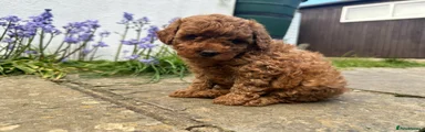 Toy Poodle Puppy 1