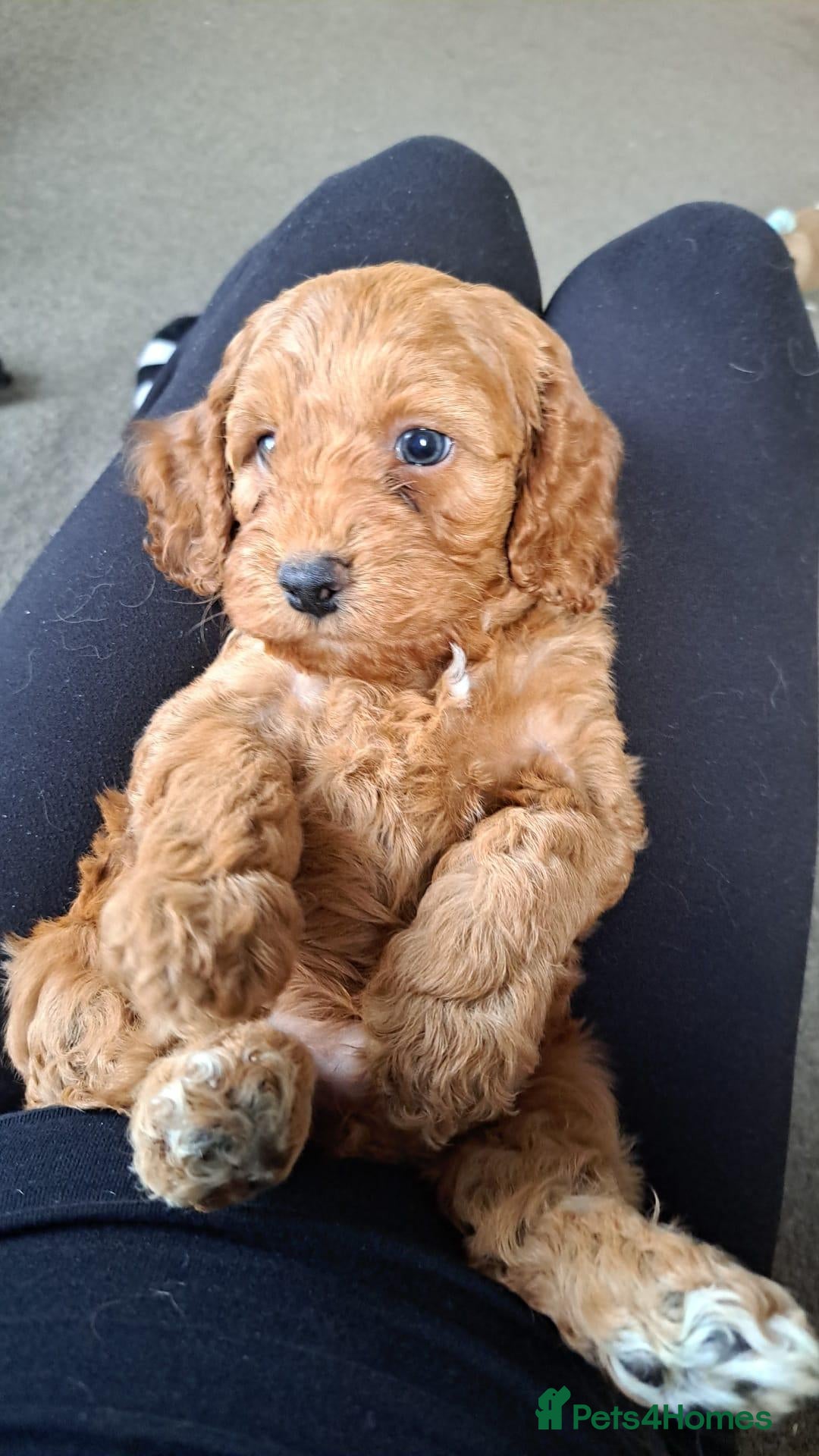 Cockapoo dogs Absolutely stunning golden cockapoo boy - Advert 1