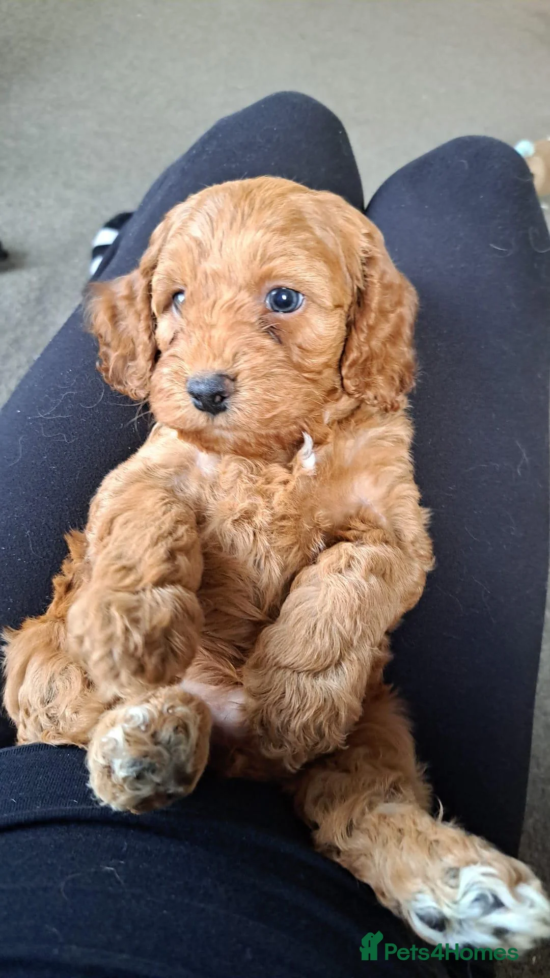 Cockapoo dogs for sale: Absolutely stunning golden cockapoo boy - Advert 1