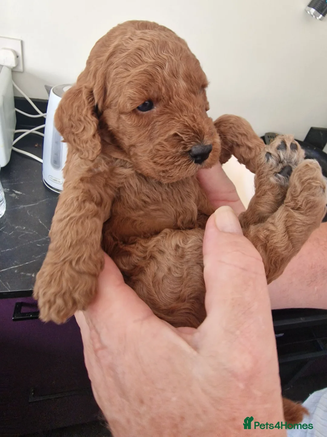 Cockapoo dogs for sale: Beautiful red cockapoo puppies  in Yeovil - Advert 8