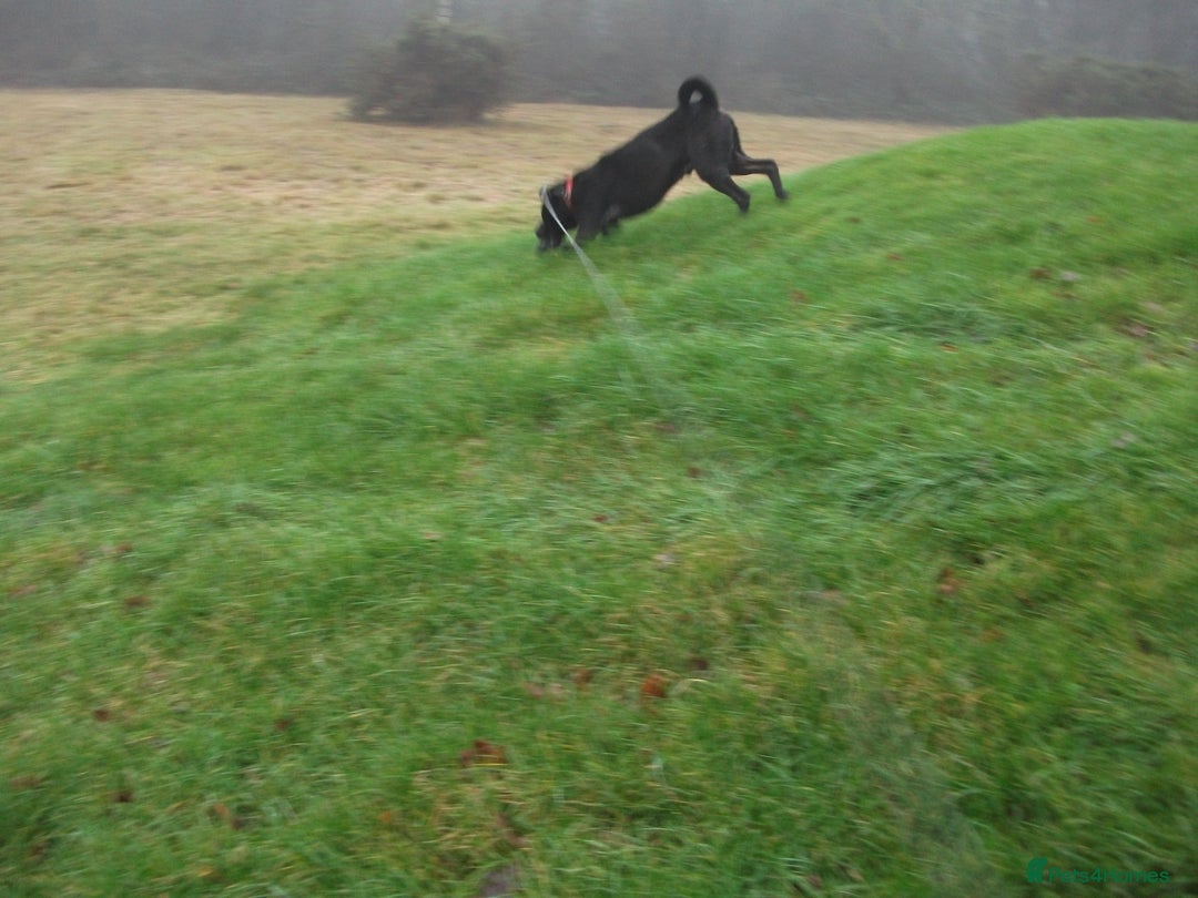 Mixed Breed dogs for adoption: Blackie - Advert 5