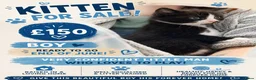 Domestic Shorthair cats for sale: Kittens  in Inverkeithing - Advert 4