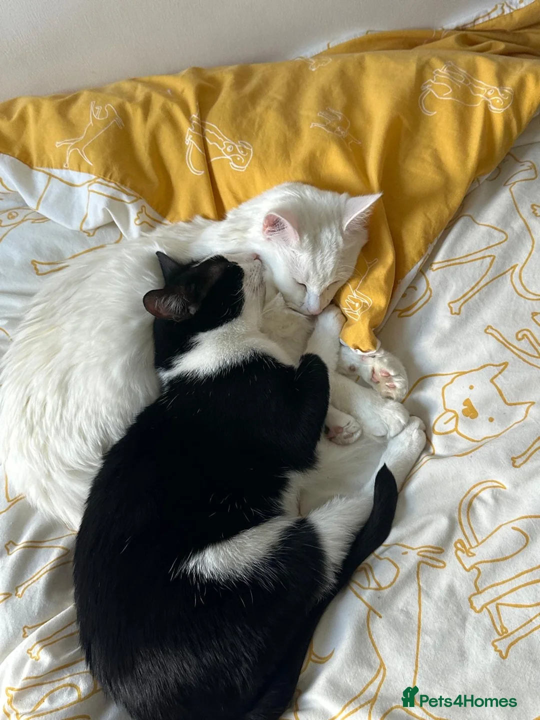 Mixed Breed cats for sale: 2 sweet boys looking for a loving home  in Sheffield - Advert 1