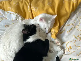 Mixed Breed cats 2 sweet boys looking for a loving home - Advert 1