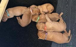 Dogue De Bordeaux dogs for sale: Dogue de Bordeaux puppies  - Image 3