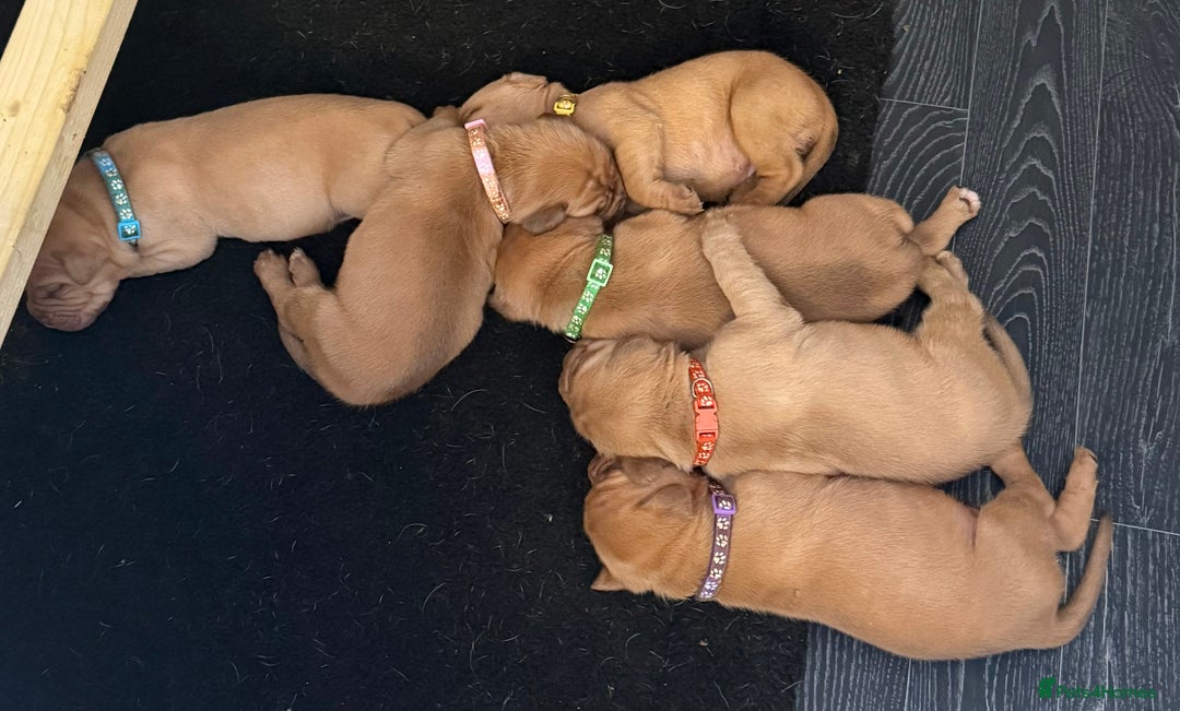 Dogue De Bordeaux dogs for sale: Dogue de Bordeaux puppies  - Image 3