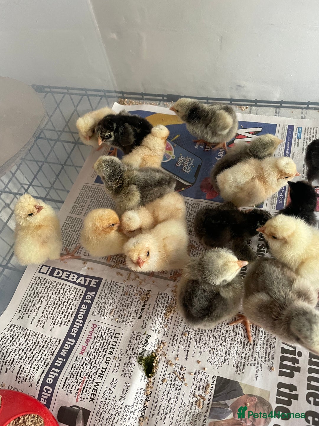 Chickens poultry for sale: Chicks - Image 17