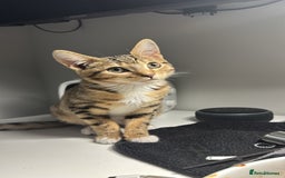 Bengal cats for sale: Half Bengal For Sale - Image 1