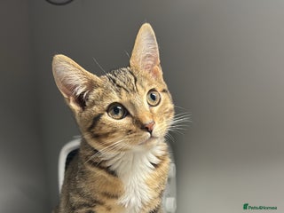 Bengal cats - Advert 4