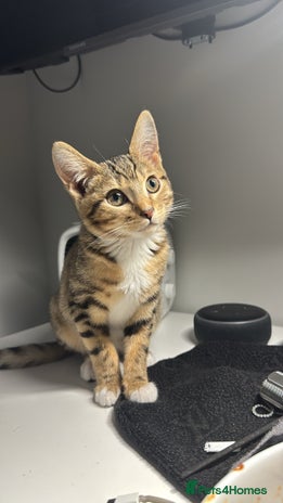 Bengal cats - Advert 4