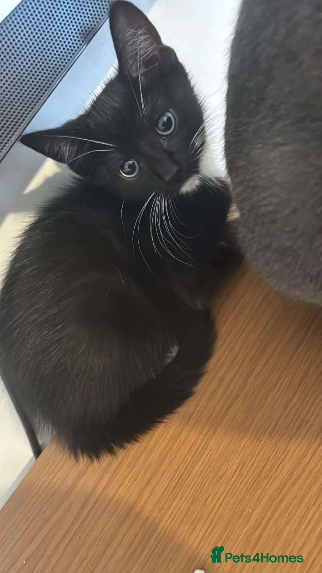 Mixed Breed cats for sale: Boy kitten - Advert 2